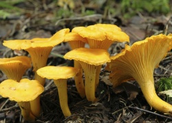 Metsästä makua ja ravinteita