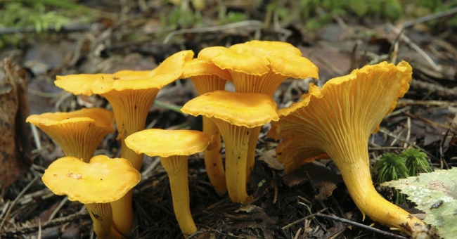 Metsästä makua ja ravinteita