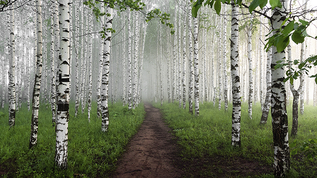 Metsä
